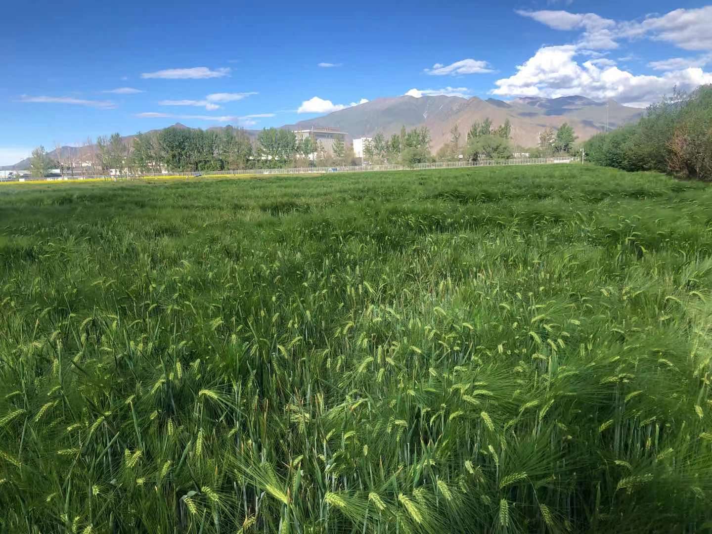 _十四五”时期我区着力推进农牧业5个重大(891435)-20210803085045.jpg _十四五”时期我区着力推进农牧业5个重大(891435)-20210803085045.jpg